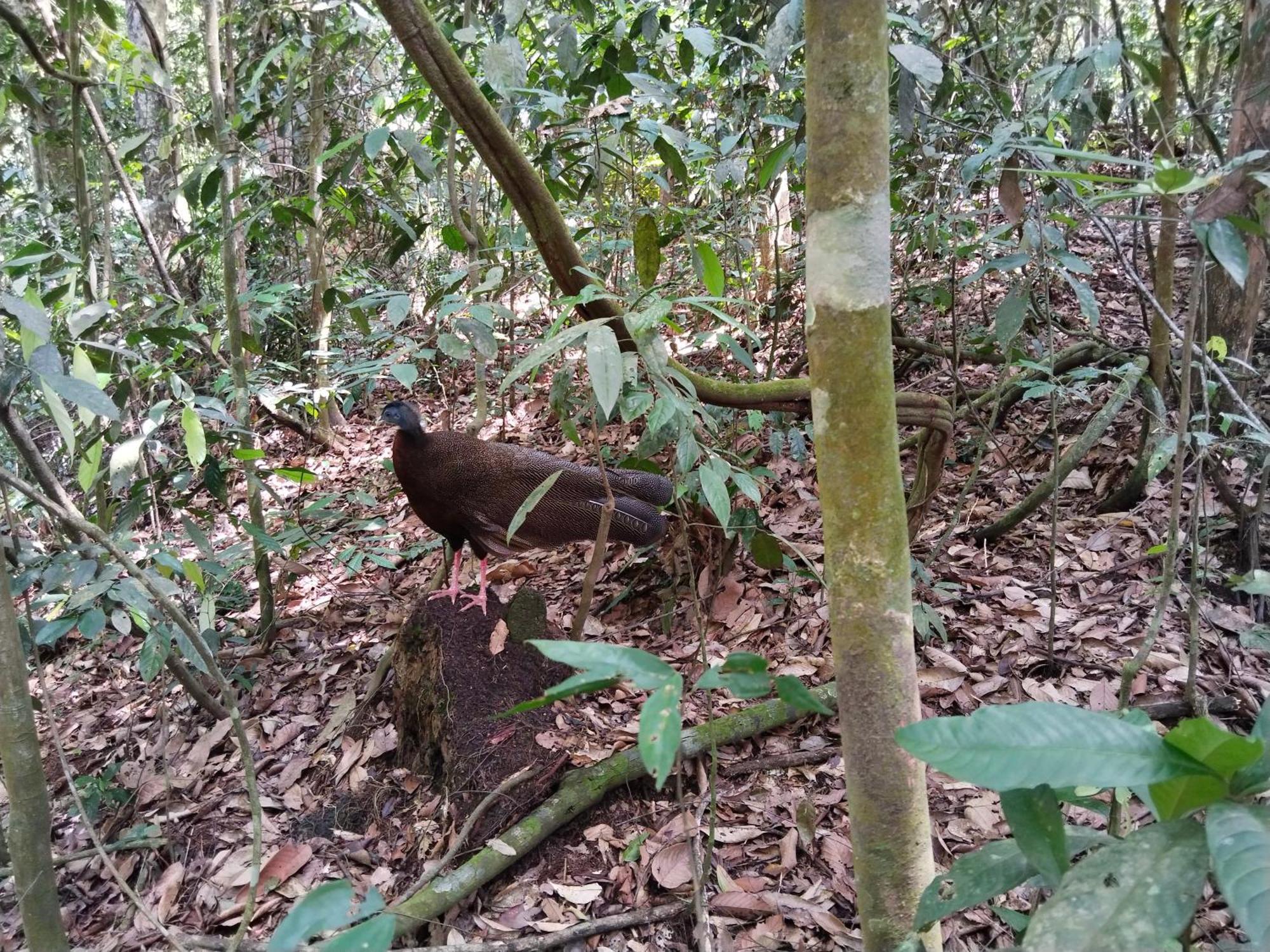 Jhony'S Backpacker-Guest House Only Stay Here Book Treking With Us Bukit Lawang Extérieur photo